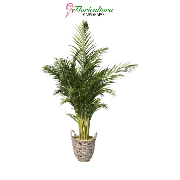 Palmeira Areca Bambu